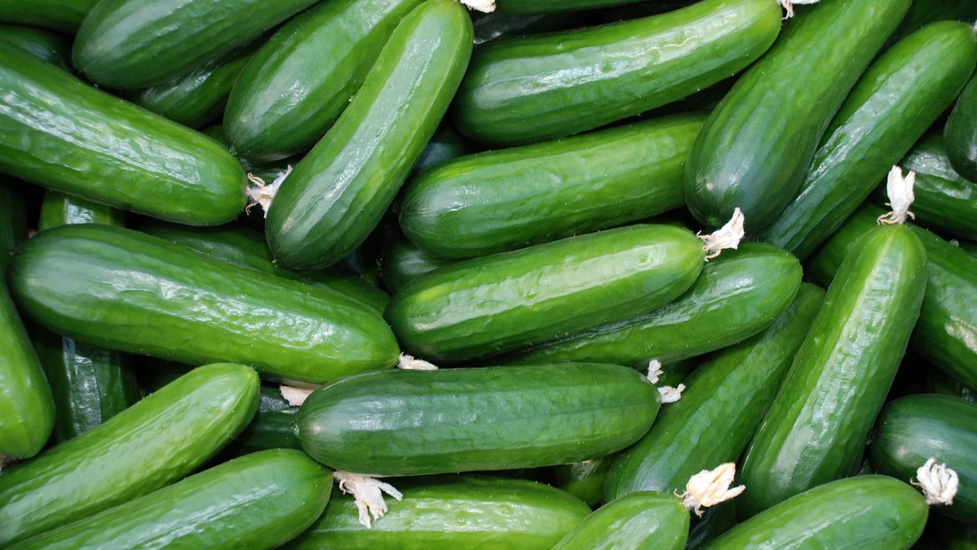 salataliklari haftalarca kutur kutur taptaze tutmanin sirri yeni dalindan koparilmis gibi kalacak 7