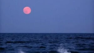 strawberry moon 2025
