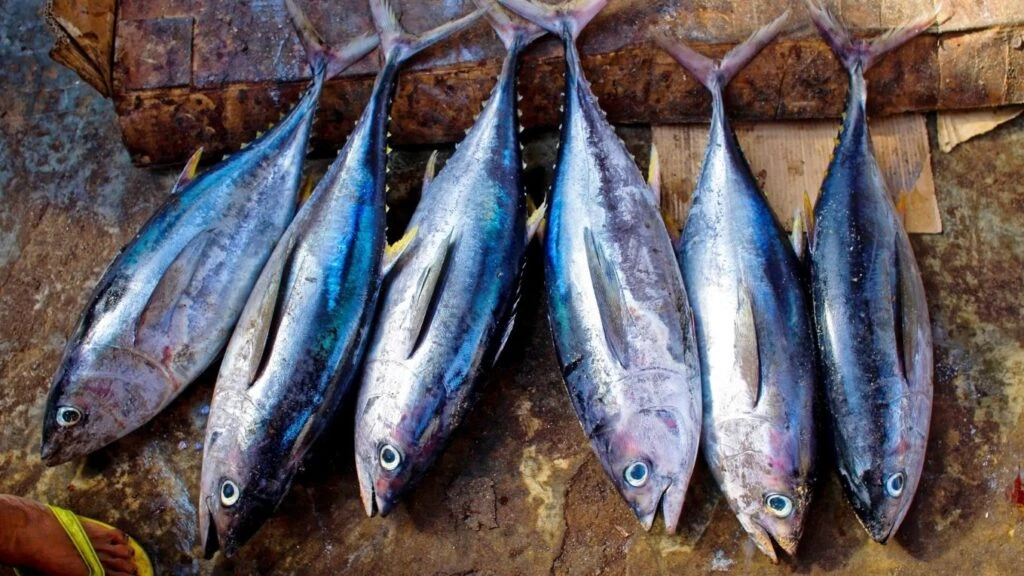 Ton balığında omega-3 yağ asidi var mı? Ton balığıyla ne tüketilir?