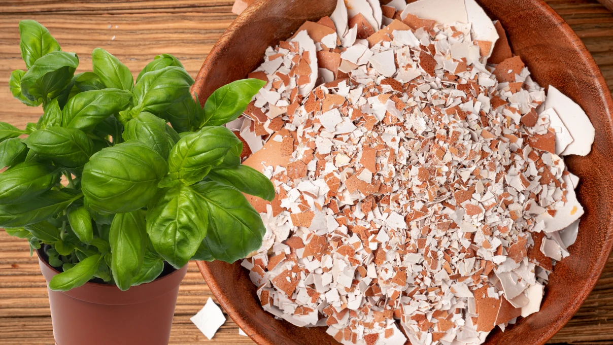 Yumurta kabuklarını sakın atmayın! Kışın bitkileri coşturacak 6 yumurta 6 2