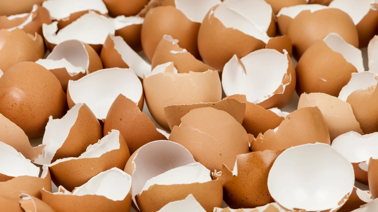 Yumurta kabuklarını sakın atmayın! Kışın bitkileri coşturacak 8 yumurta 7 1